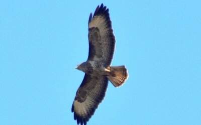 Ook dit is (maar) een Verhaal